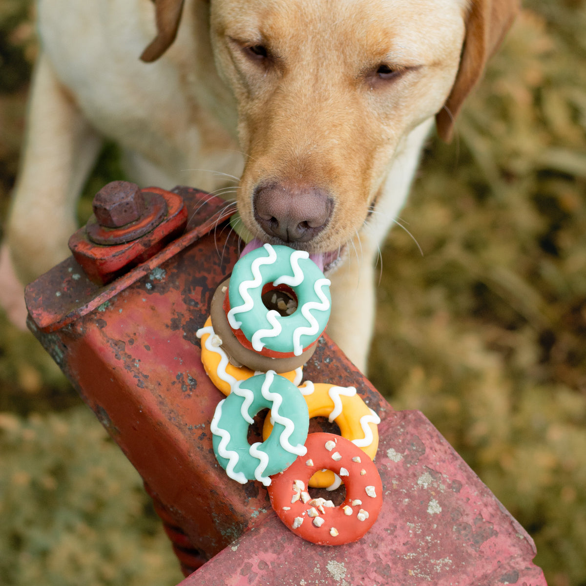 Paw-tumn Delight Donuts | Fall