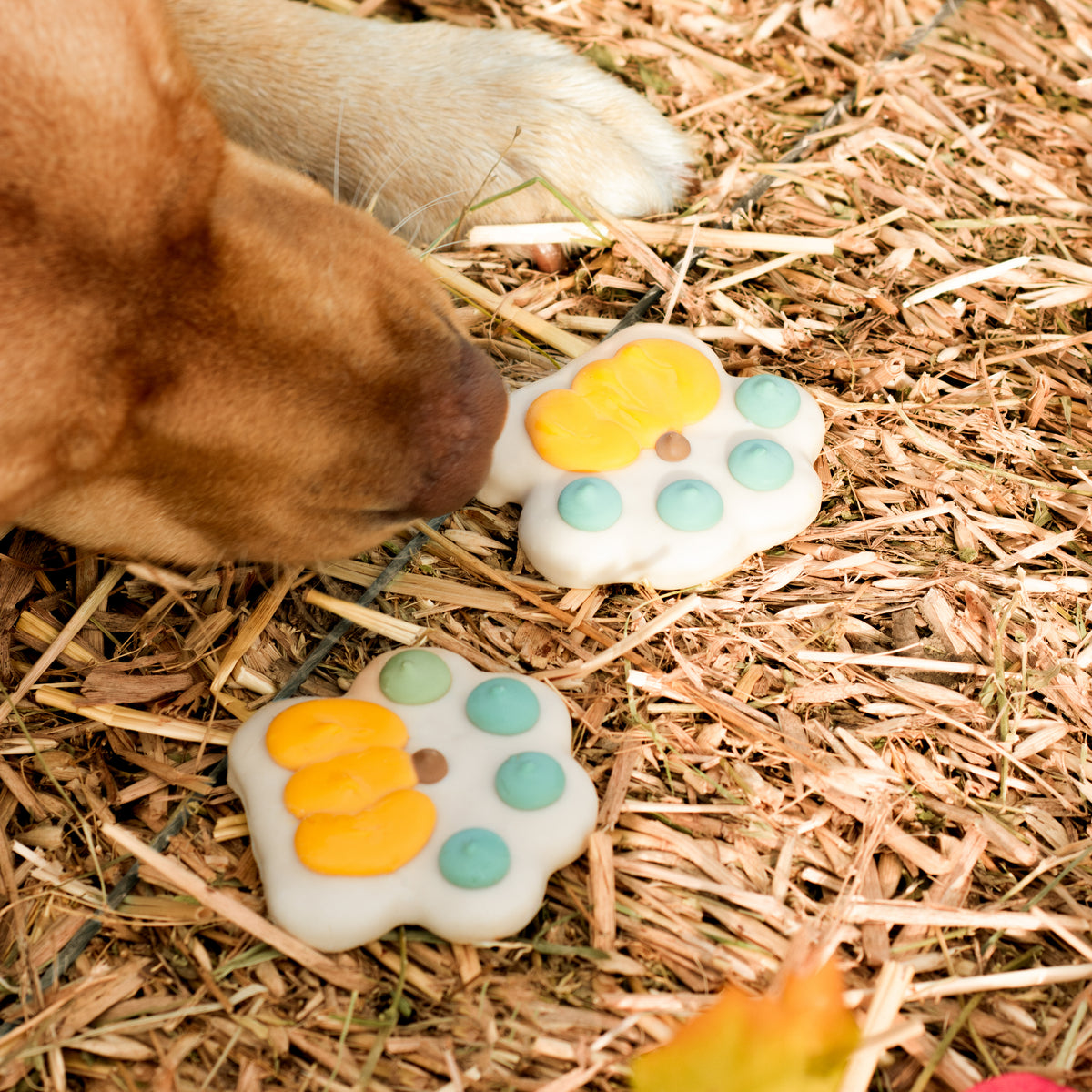 The Great Pawmpkin | Fall