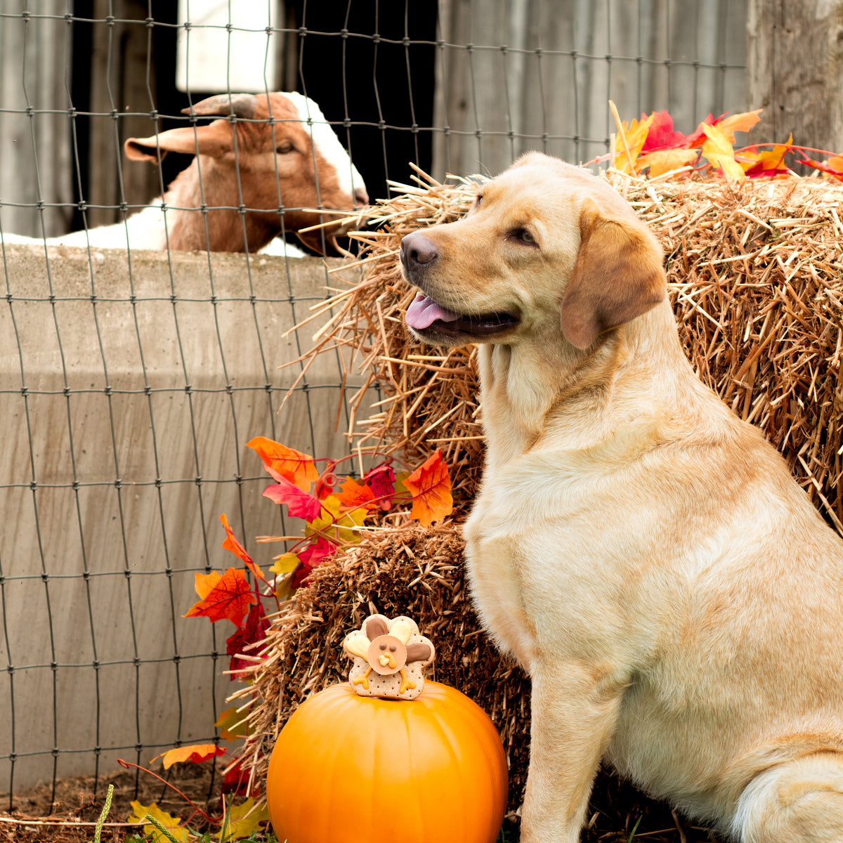 Kenny and Sammy | Fall