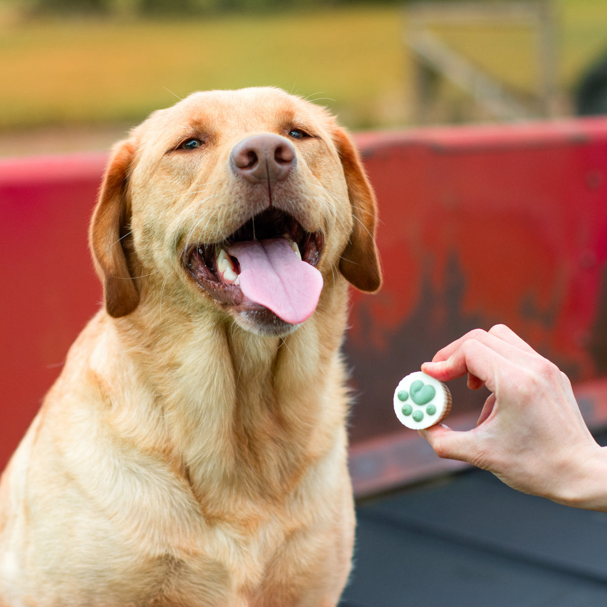 Paw-pkin Treat Cups | Fall