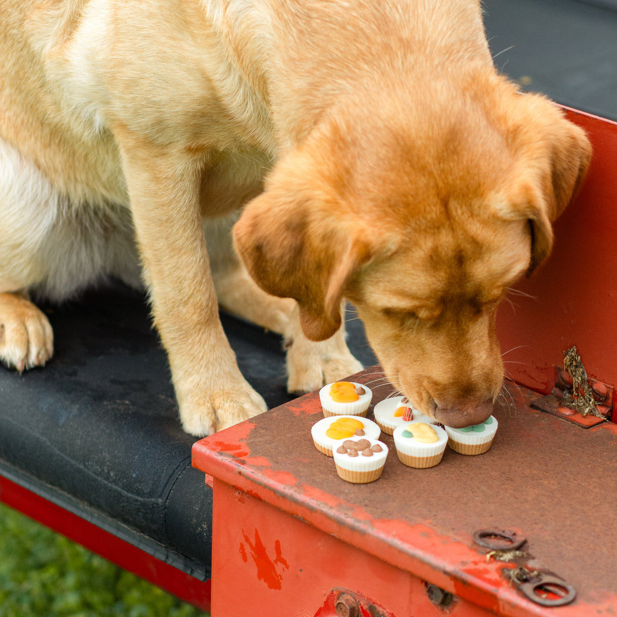 Paw-pkin Treat Cups | Fall