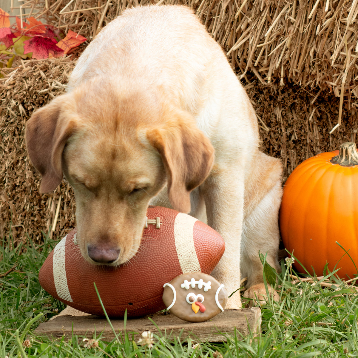 NATURAL Turkey Bowl | Fall