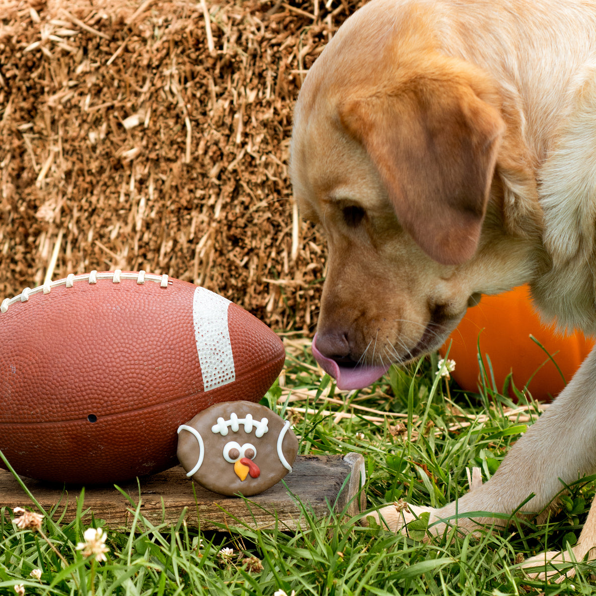 NATURAL Turkey Bowl | Fall