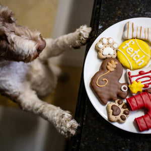 Feeling Squirrely | Canine Classics