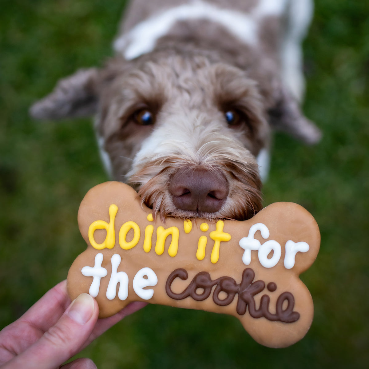 Canine Classics Bundle | 10% OFF