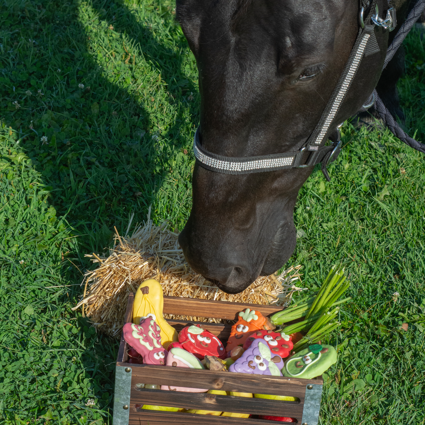 Just Carrot Live without Horses | Farm Fresh