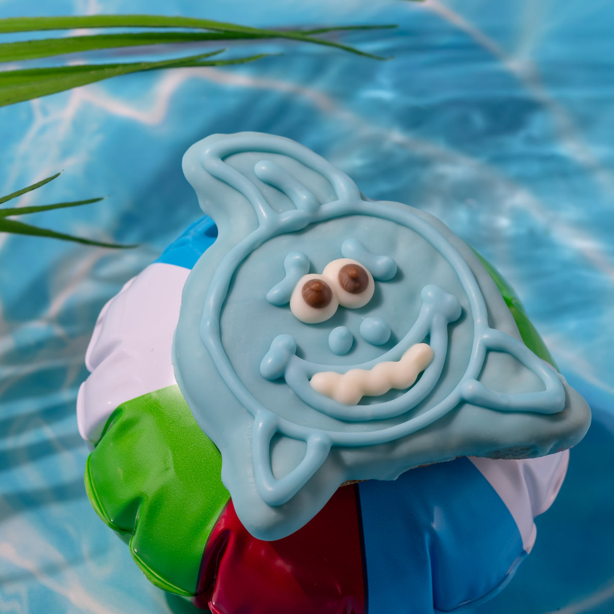 Chummy Shark | Summer Sniff-ari & Sea