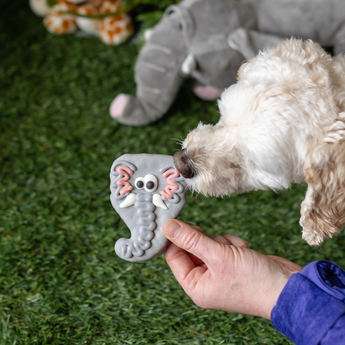 Cookiephant | Summer Sniff-ari & Sea