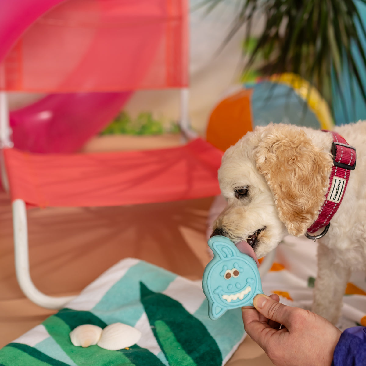 Chummy Shark | Summer Sniff-ari & Sea