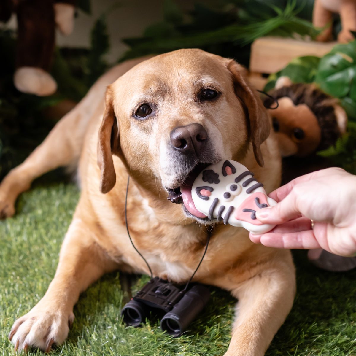Earn Your Stripes & Leaf Licker | Summer Sniff-ari & Sea