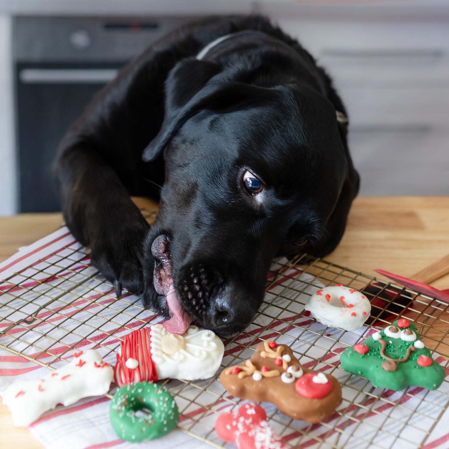 Merry Chew-mas Stocking | Christmas Pre-Packaged