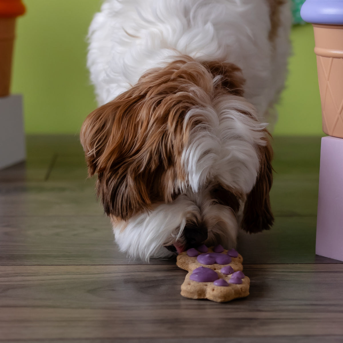 Let the Paw-nanigans Begin! | Natural Birthday