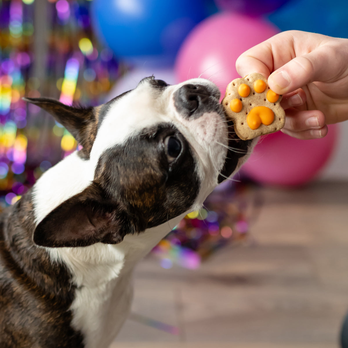 Let the Paw-nanigans Begin! | Natural Birthday