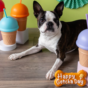 Orange Happy Gotcha Day Bone | Natural Birthday