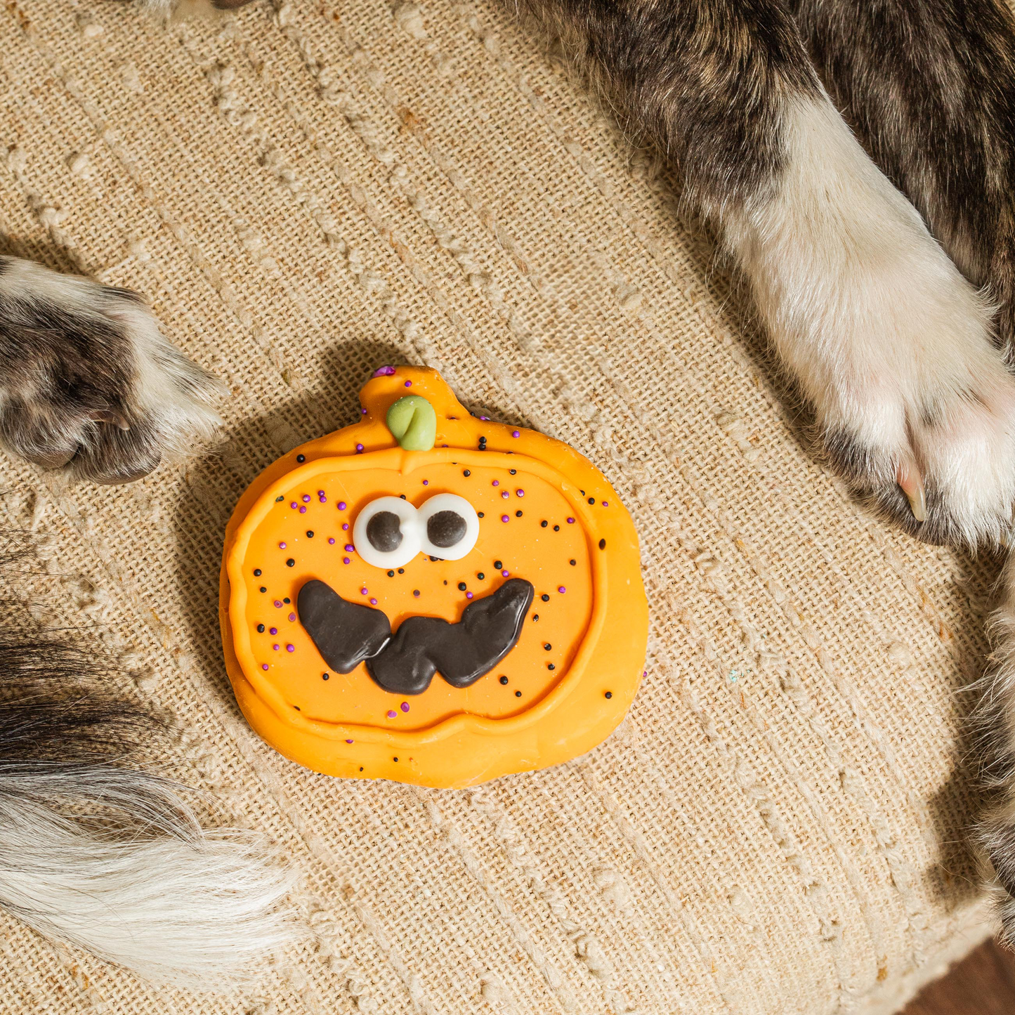 Sir Squash-a-lot | Halloween