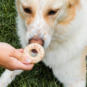 Harvest Moon Donuts | Fall