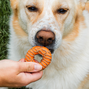 Harvest Moon Donuts | Fall
