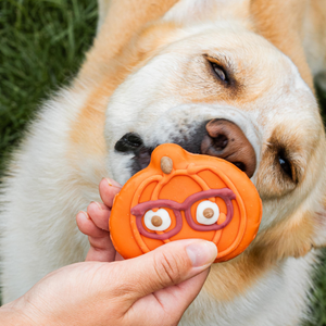 Pumpkins with Specs Appeal  | Fall