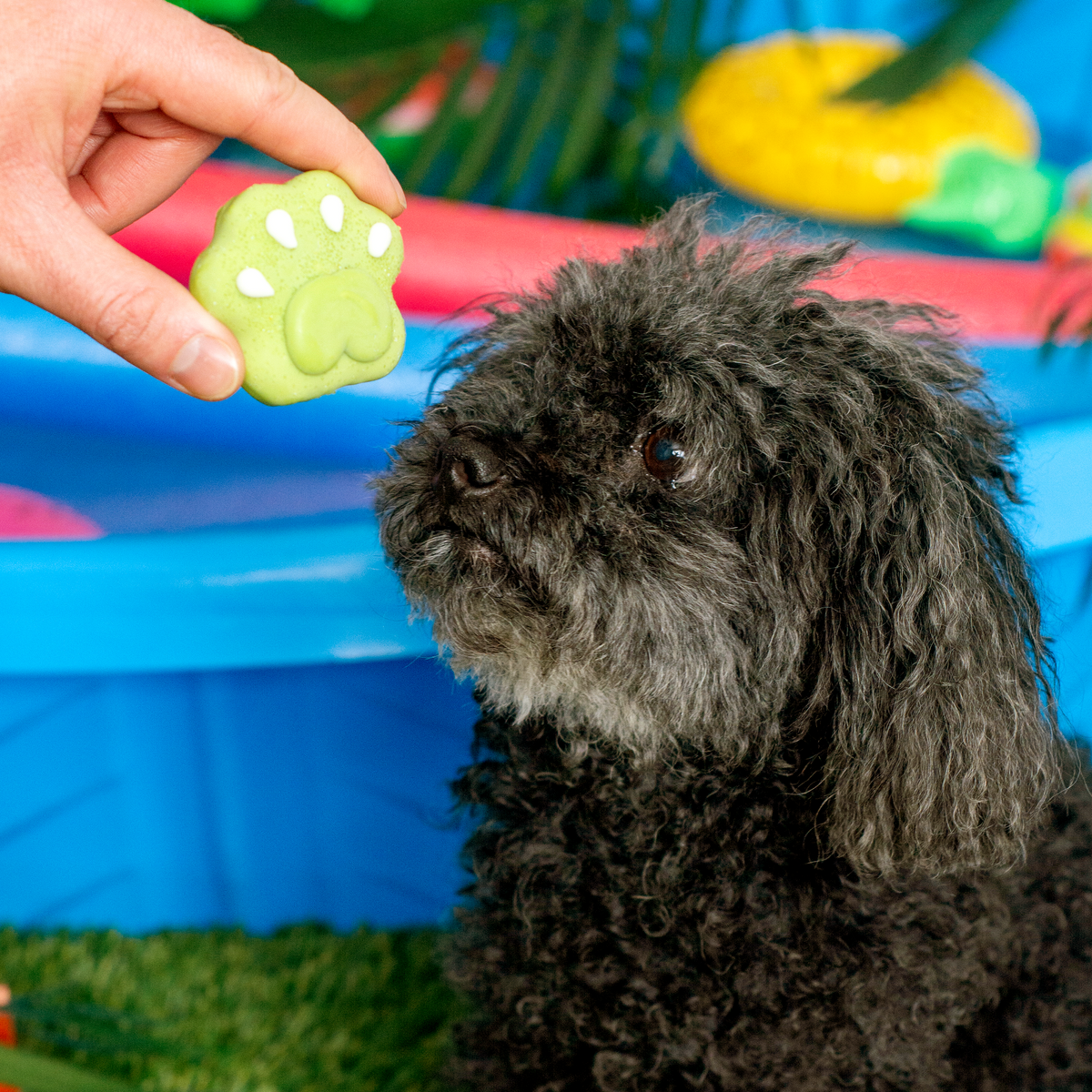 Pucker Pup Paws | Summer Pool Pawty