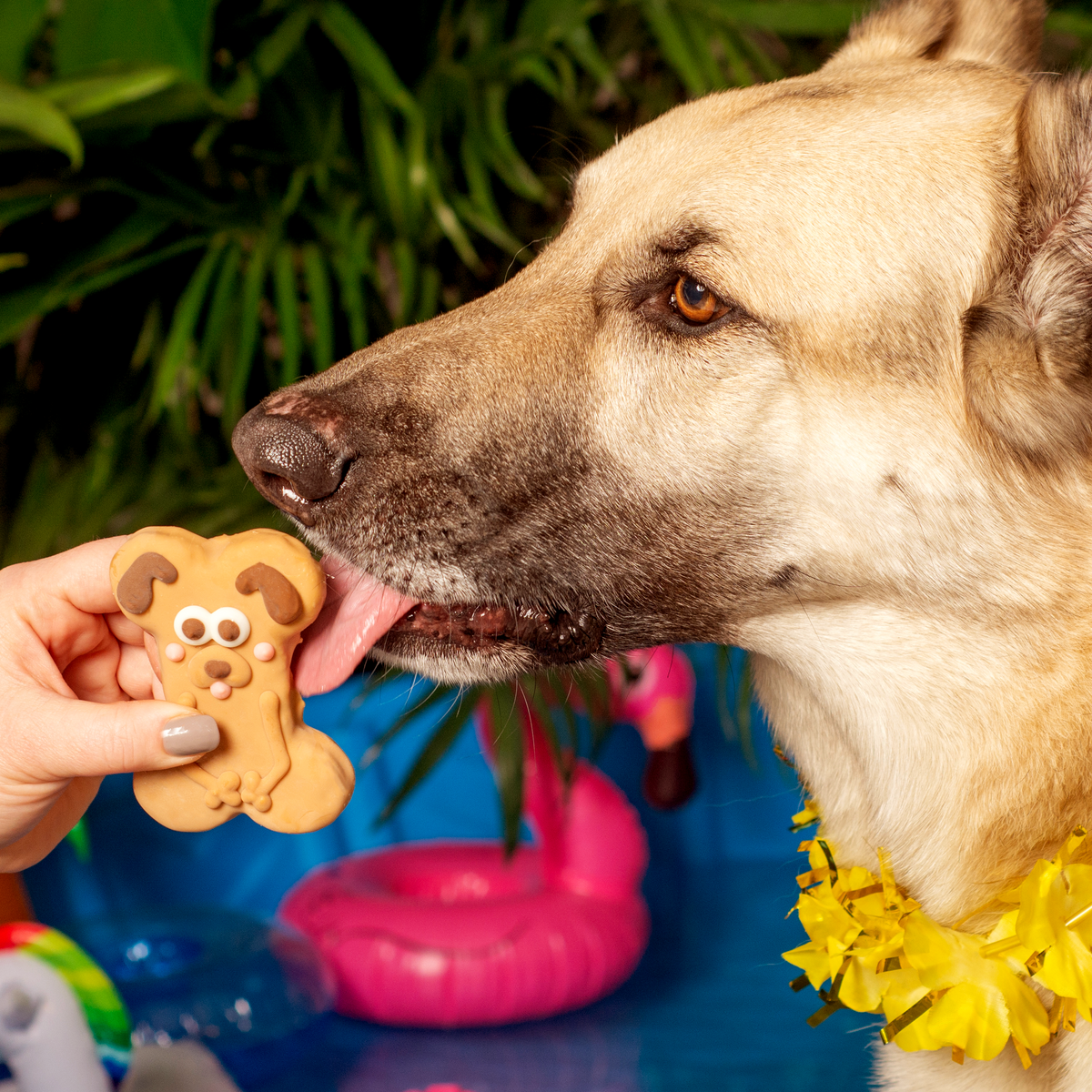 In My Fur-Suit | Summer Pool Pawty