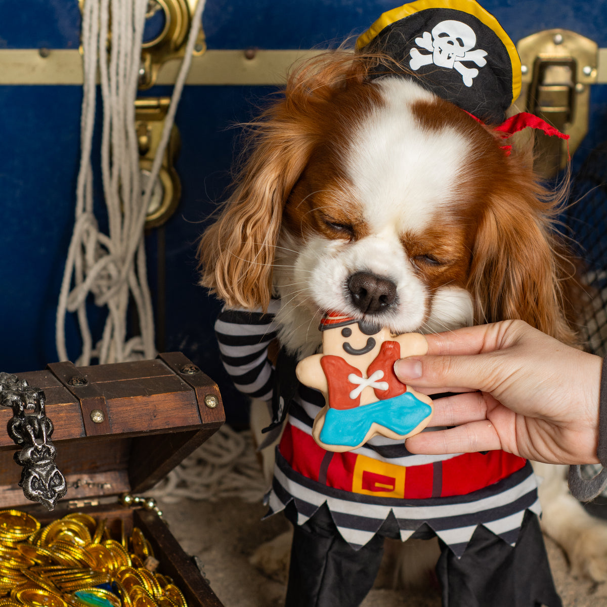 Paw Patch Pete | Summer Pirate